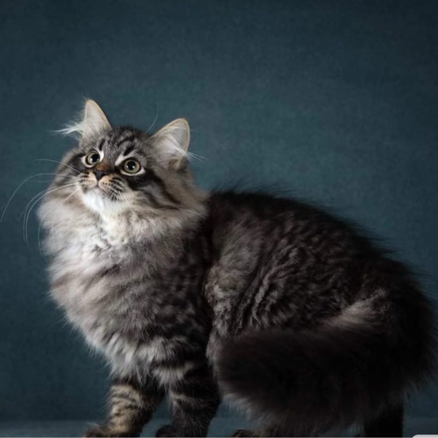 多品种宠物猫活体包括缅因德文布偶等猫咪