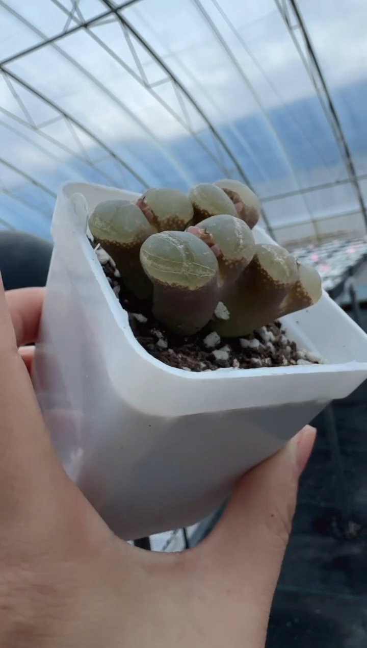 寒**雨27-32多肉植物肉锥