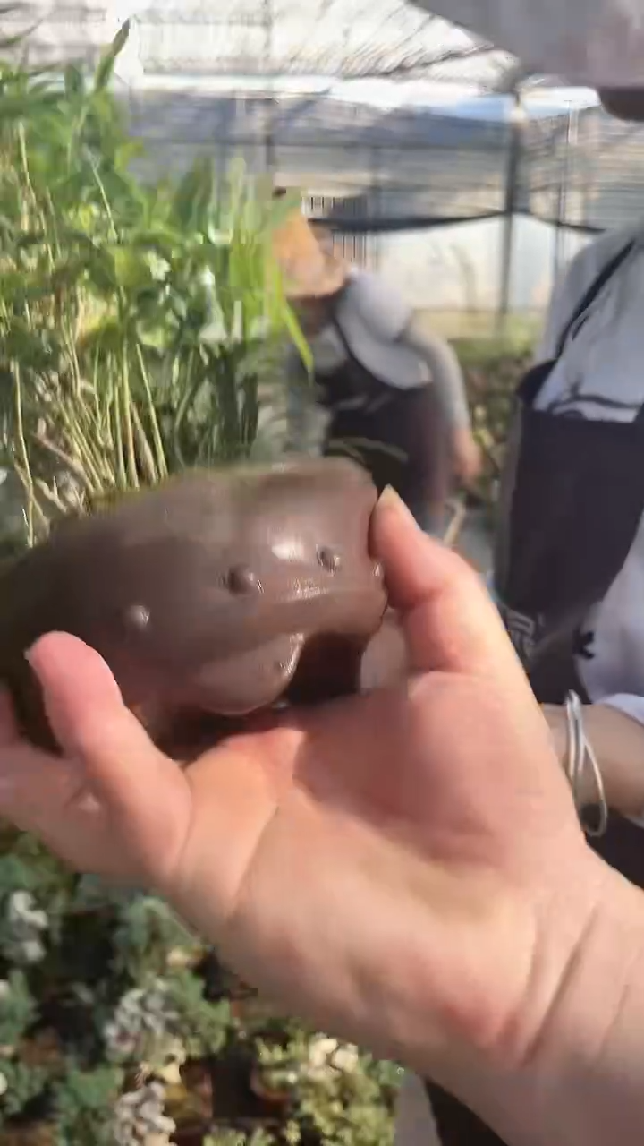 无花朵古丁 紫砂 附石竹