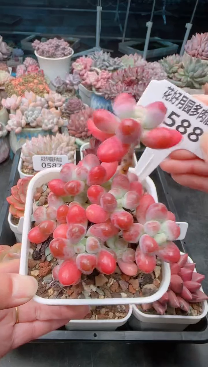 【闪购商品】0588.