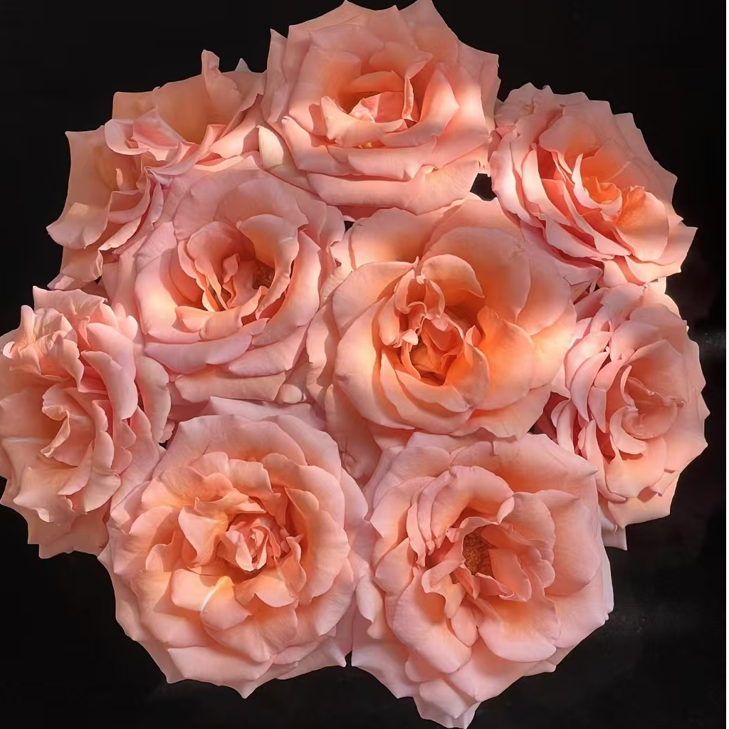 次日达-【莫泊玫瑰】10枝莫泊玫瑰鲜花批发直播任意两单升级顺丰包邮三单送随机花瓶一个今天拍明天到