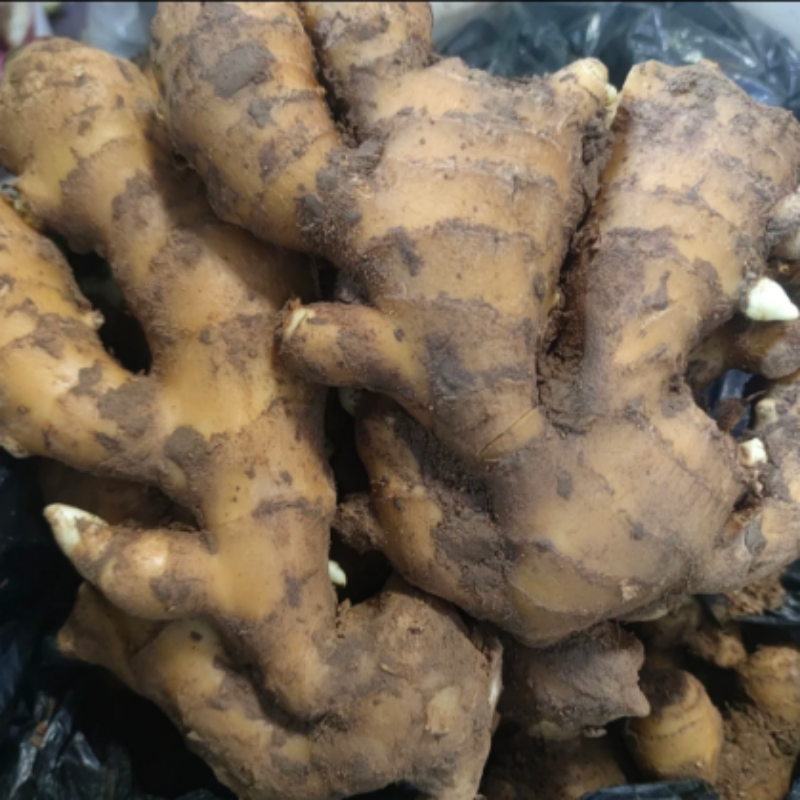 【出口品质】山东大姜生姜批发姜风干新鲜老姜干姜大黄姜1/2/3/5斤