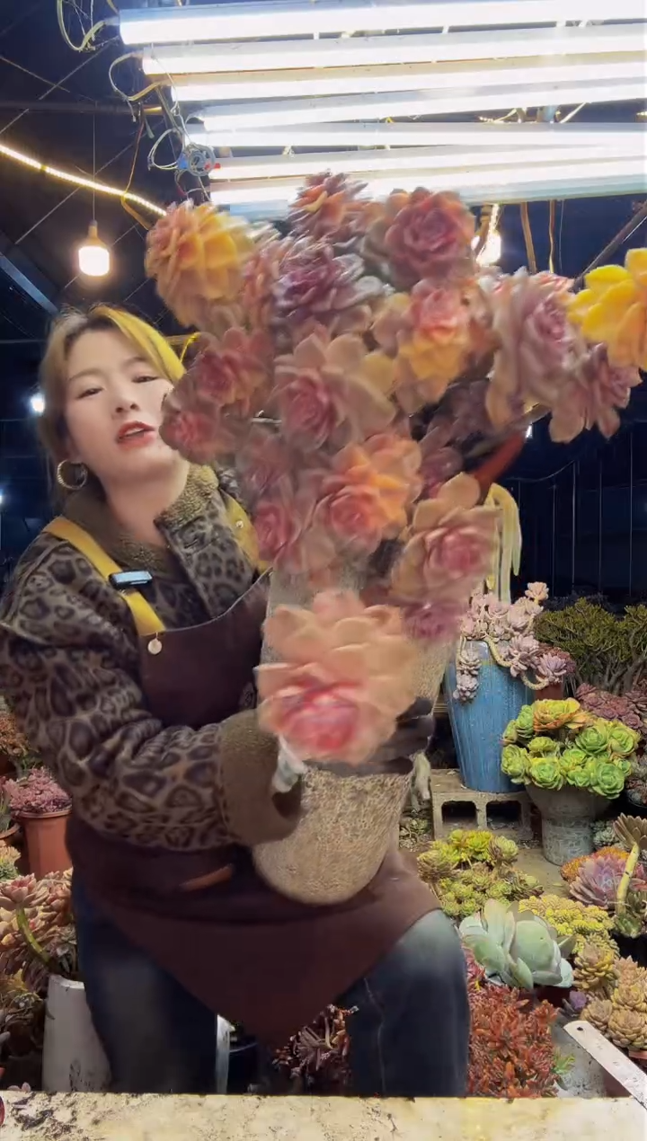 【闪购商品】紫乐锦1号一物一拍（物流自理）