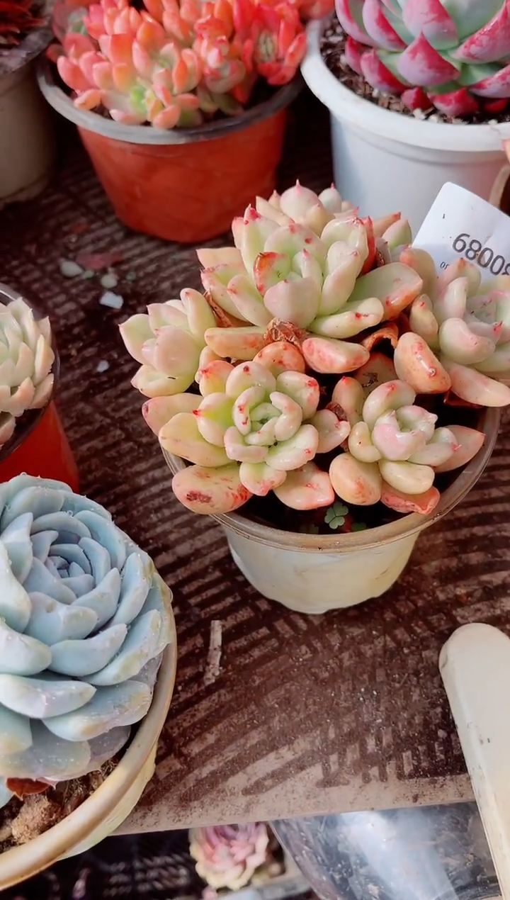 梅*跃跃精品多肉30089