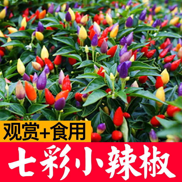 【带加仑盆栽植】七彩小辣椒盆栽带果发货可观赏可食用阳台庭院种植