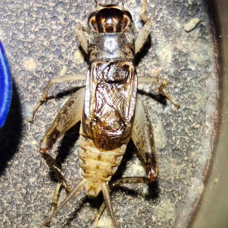 蟋蟀蛐蛐缸白防秋斗性好活体防秋保证会斗保证厉害以实物为准