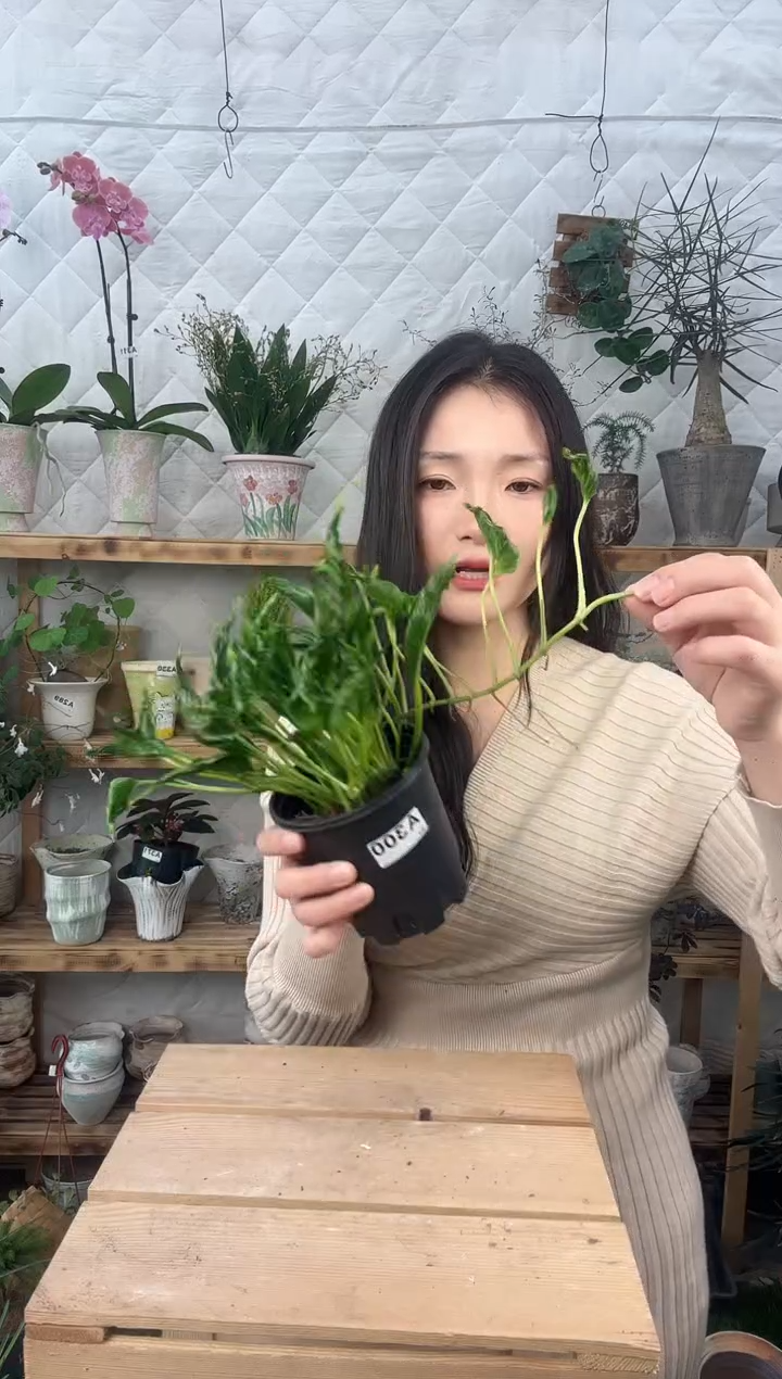 无花朵300小丑绿萝育苗盆