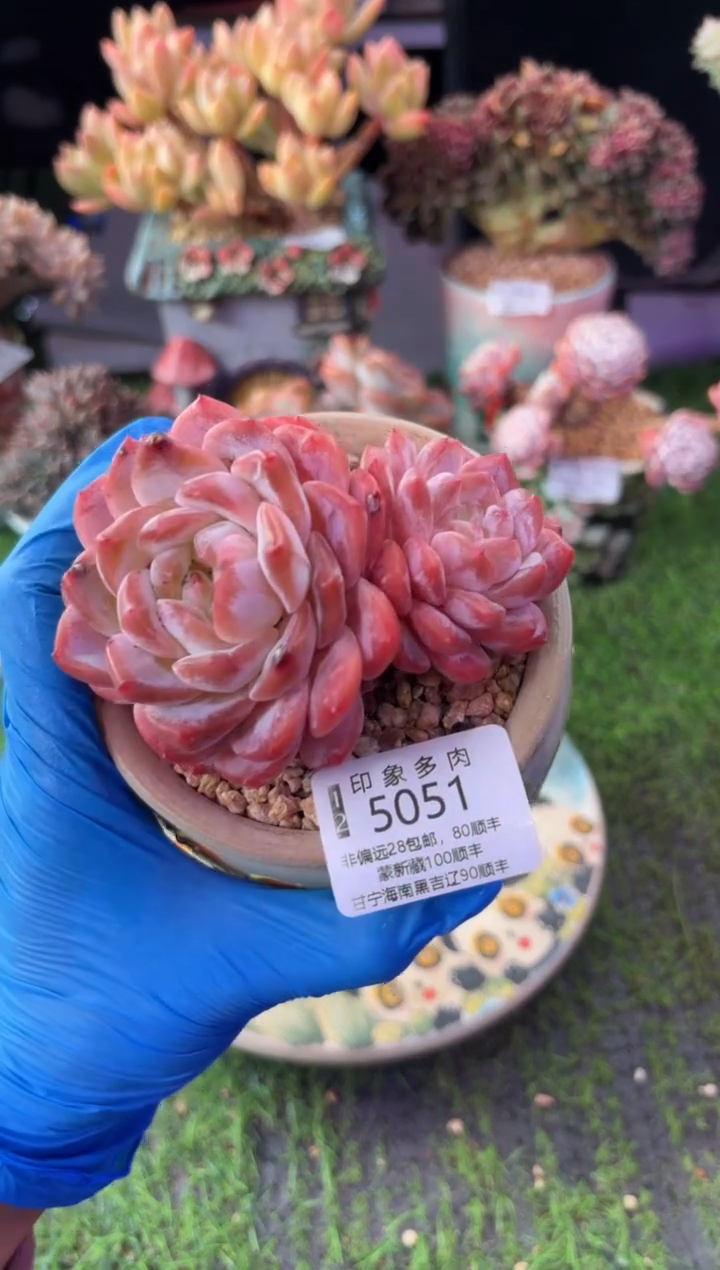 昆明印象多肉5051