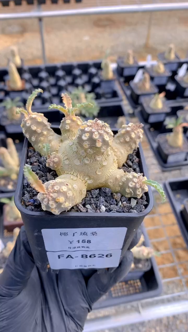 【闪购商品】椰子琉桑FA-8626