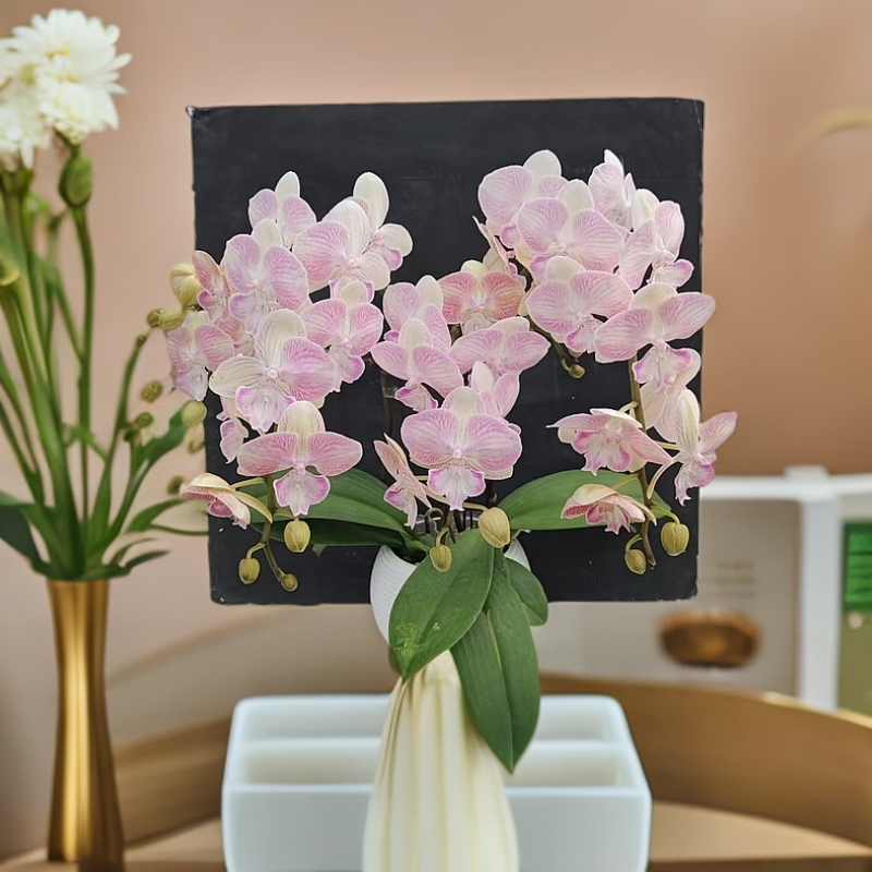 蝴蝶兰【彩月大舌头】淡淡粉色系室内种植 观赏送礼 带花发货