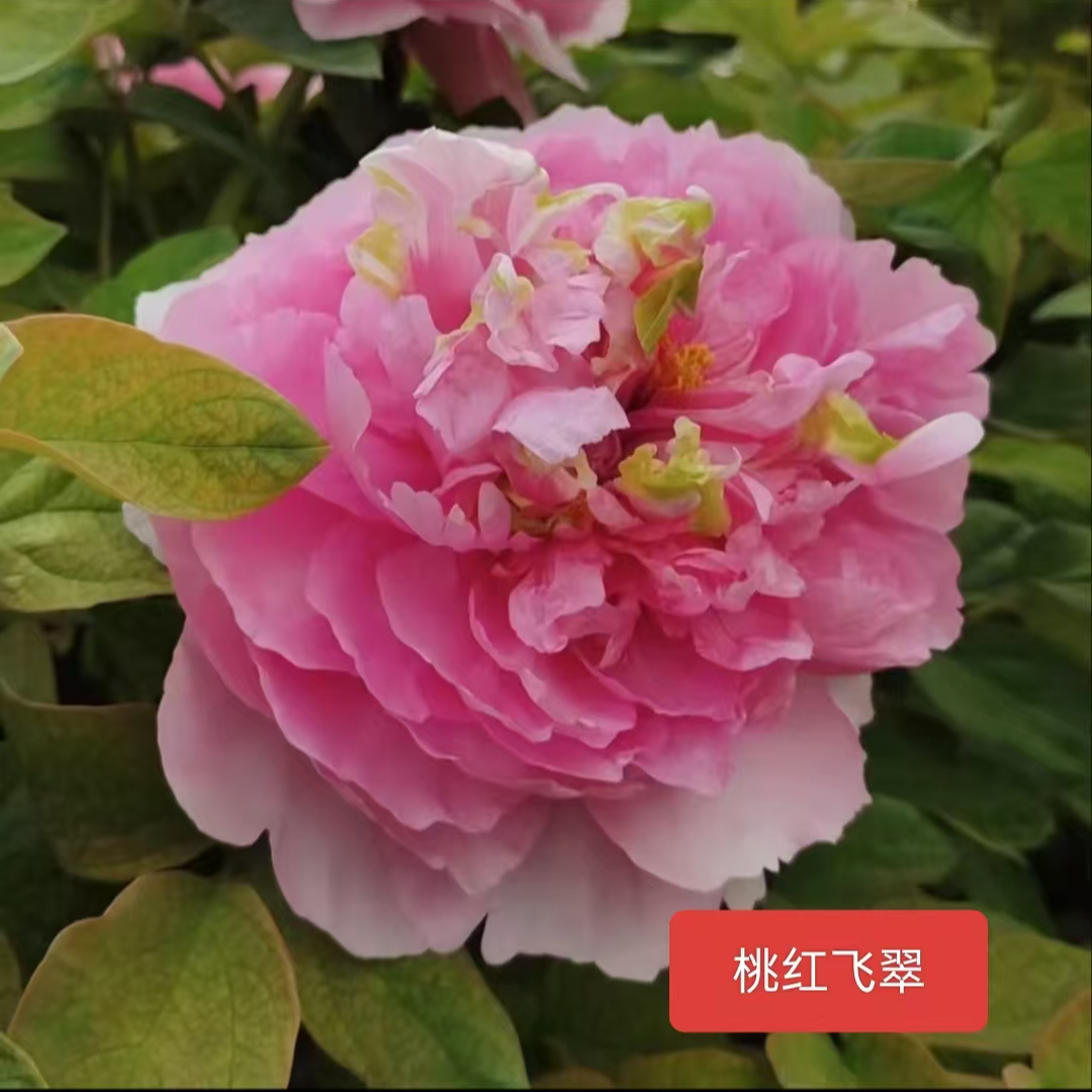 盆栽牡丹(桃红飞翠)原盆原土自然盆栽优级春天开花室庭院绿植花卉