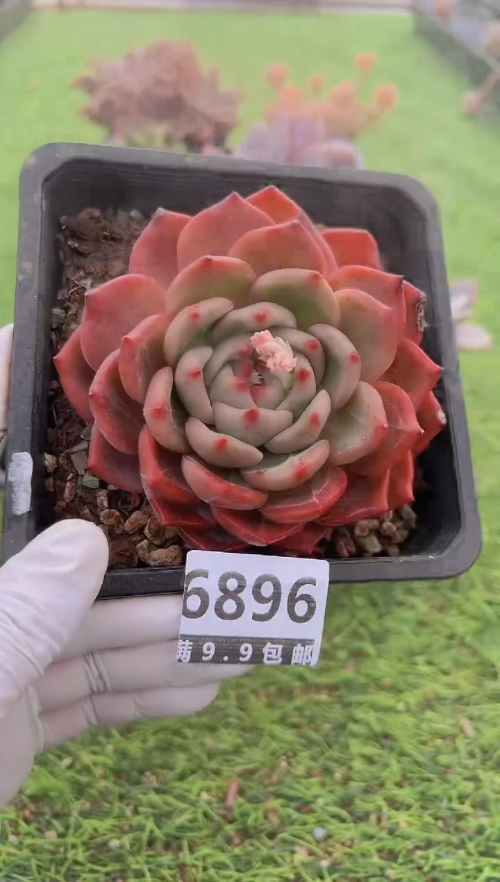 【闪购商品】信福多肉一物一拍