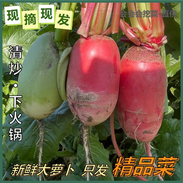 农家自种新鲜红/青皮白心萝卜现拔现发脆甜爽口可炒菜炖汤做泡菜