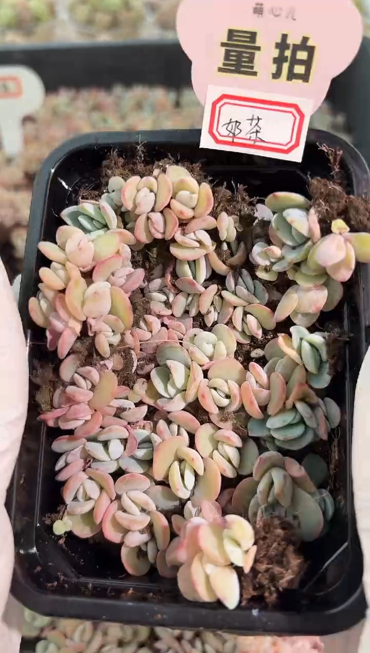 奶茶 切糕1盒 量拍多肉植物