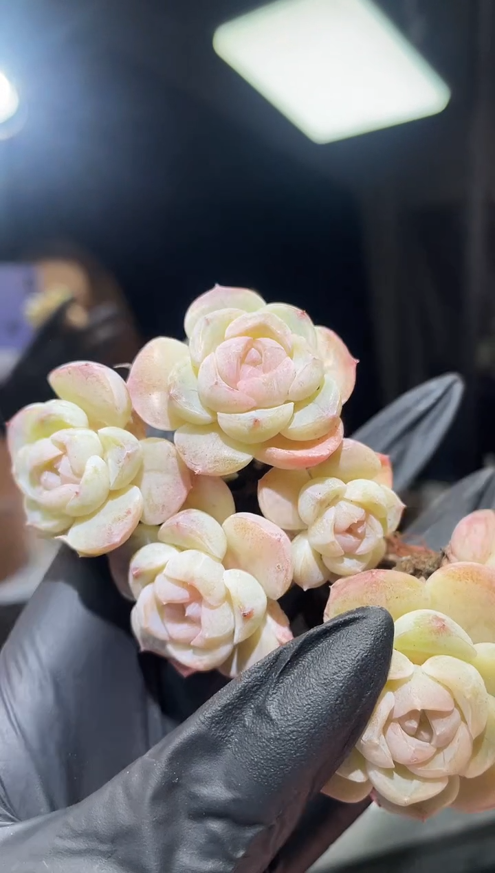 闪购793  小乔群多肉一颗   