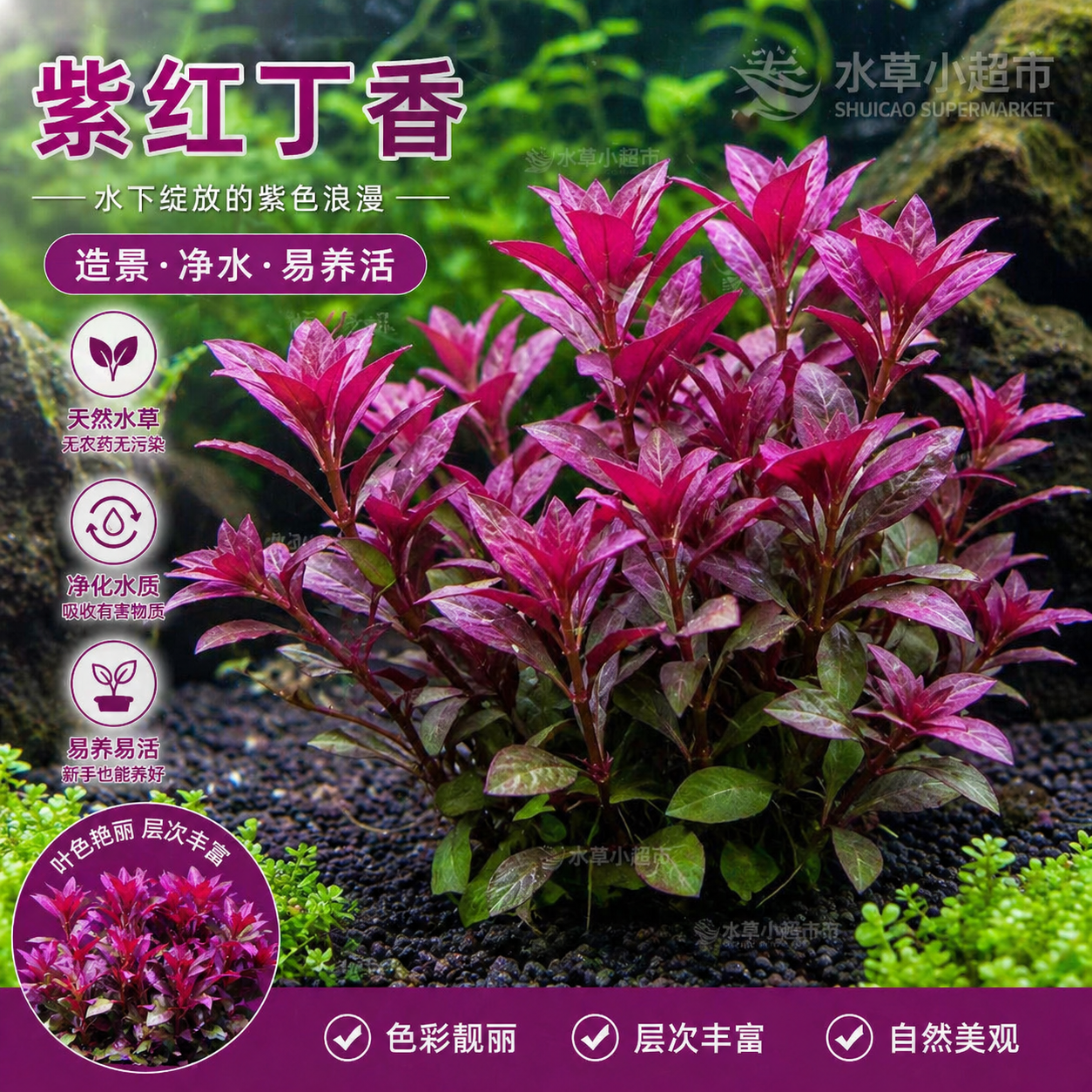 紫红丁香好养红色水培绿植绿植水培植物坨草新手水草鱼缸装饰造景商品图