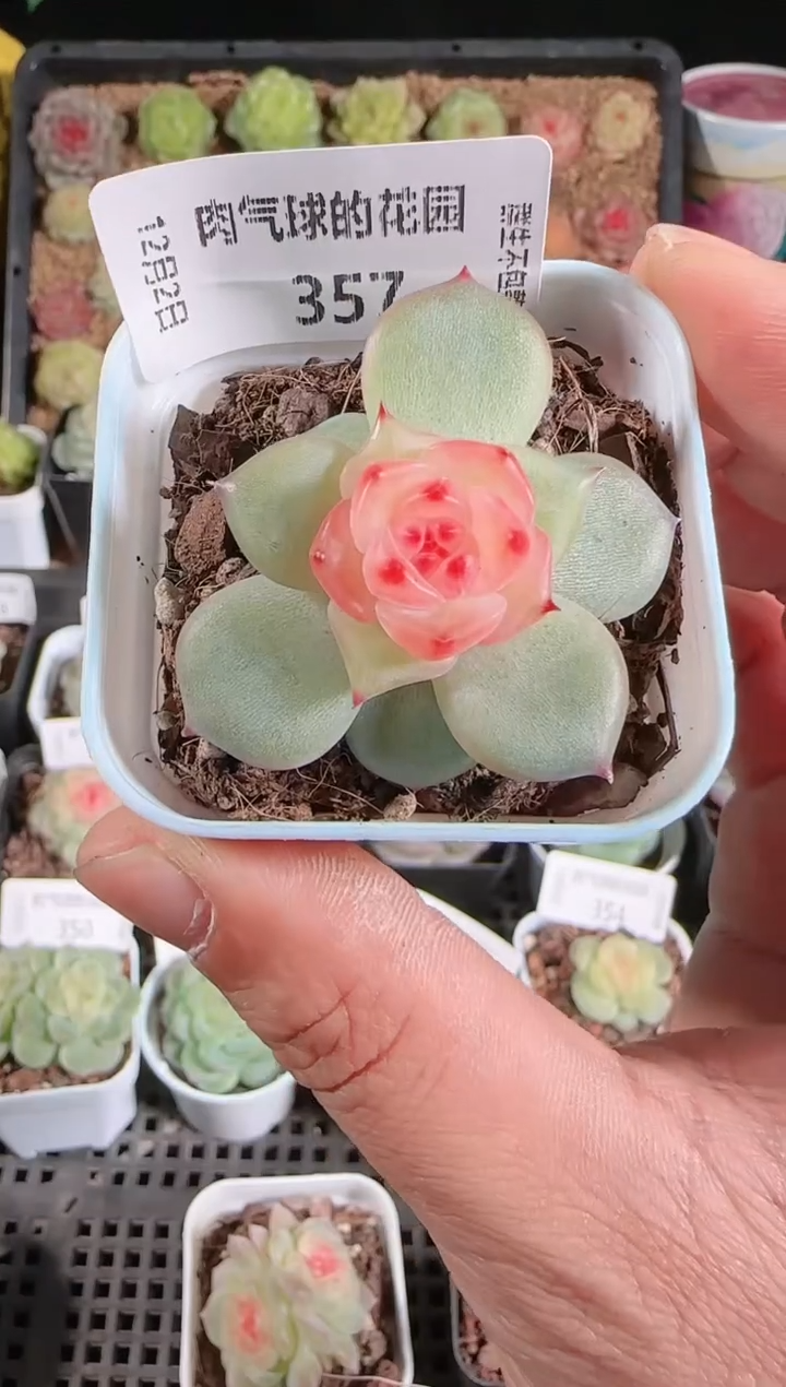 1202-357春桃多肉群生不包整