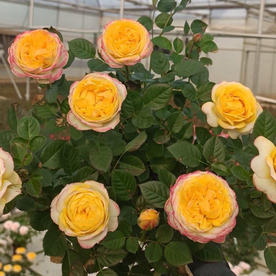 半夏  缤纷自育超新品1加仑扦插月季  