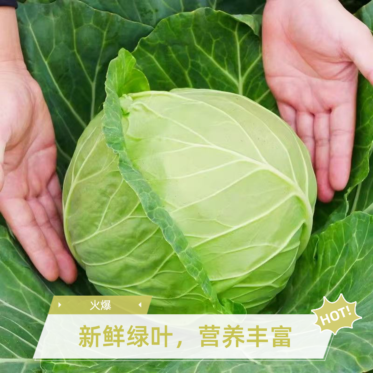 绿甘蓝苗紫甘蓝包菜秧苗卷心菜大头牛心菜种春秋季盆栽高产蔬菜苗