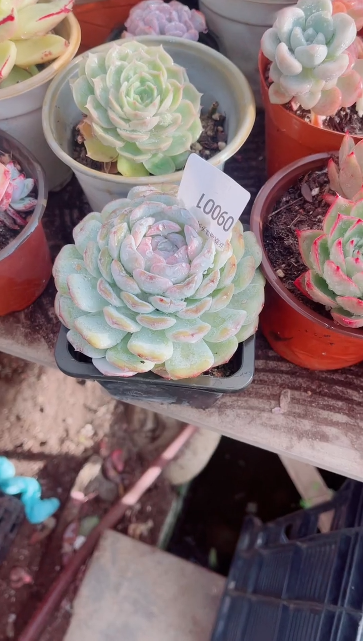 ?****?跃跃精品多肉09001