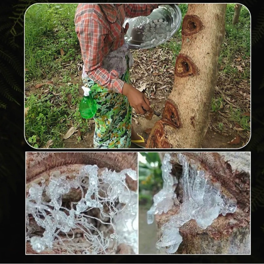 高原农家自采优选拉丝雪燕