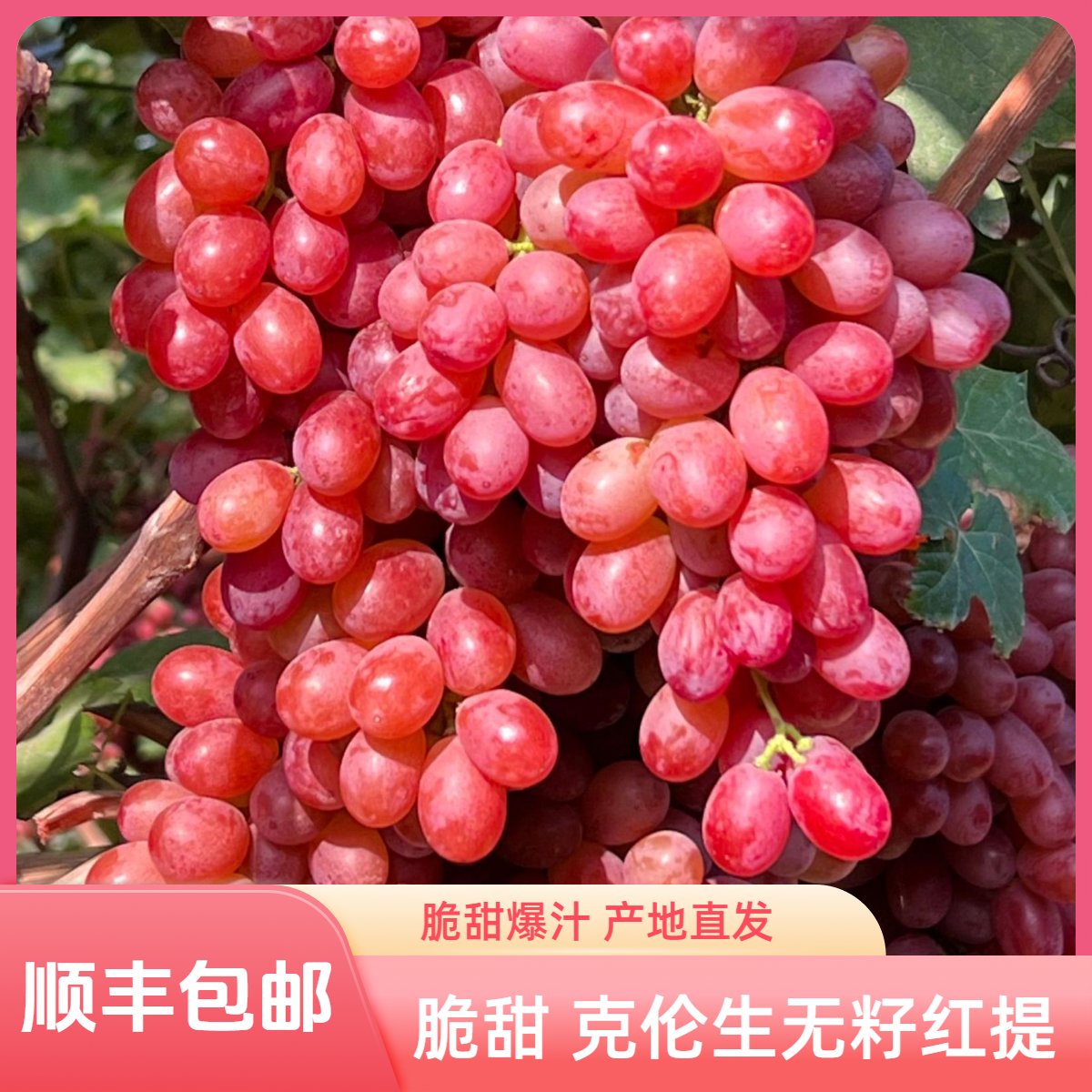 【顺丰包邮】克伦生无籽葡萄脆甜爆汁产地直发