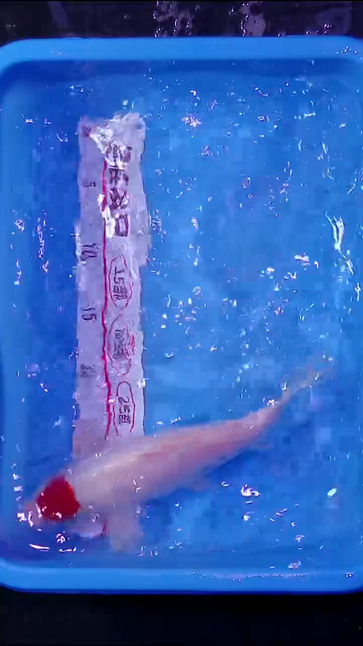 锦鲤直播间专拍，一物一拍 一物一发 对版发货