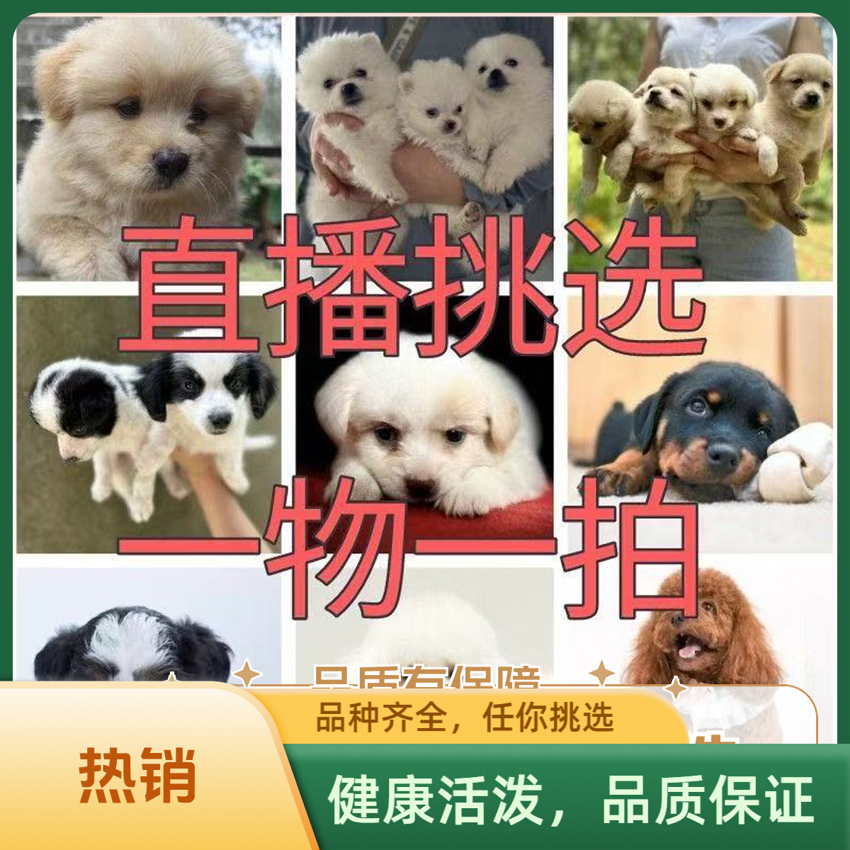 狗狗活体金毛比熊泰迪博美拉布拉多蝴蝶犬德牧幼犬直播挑选宠物