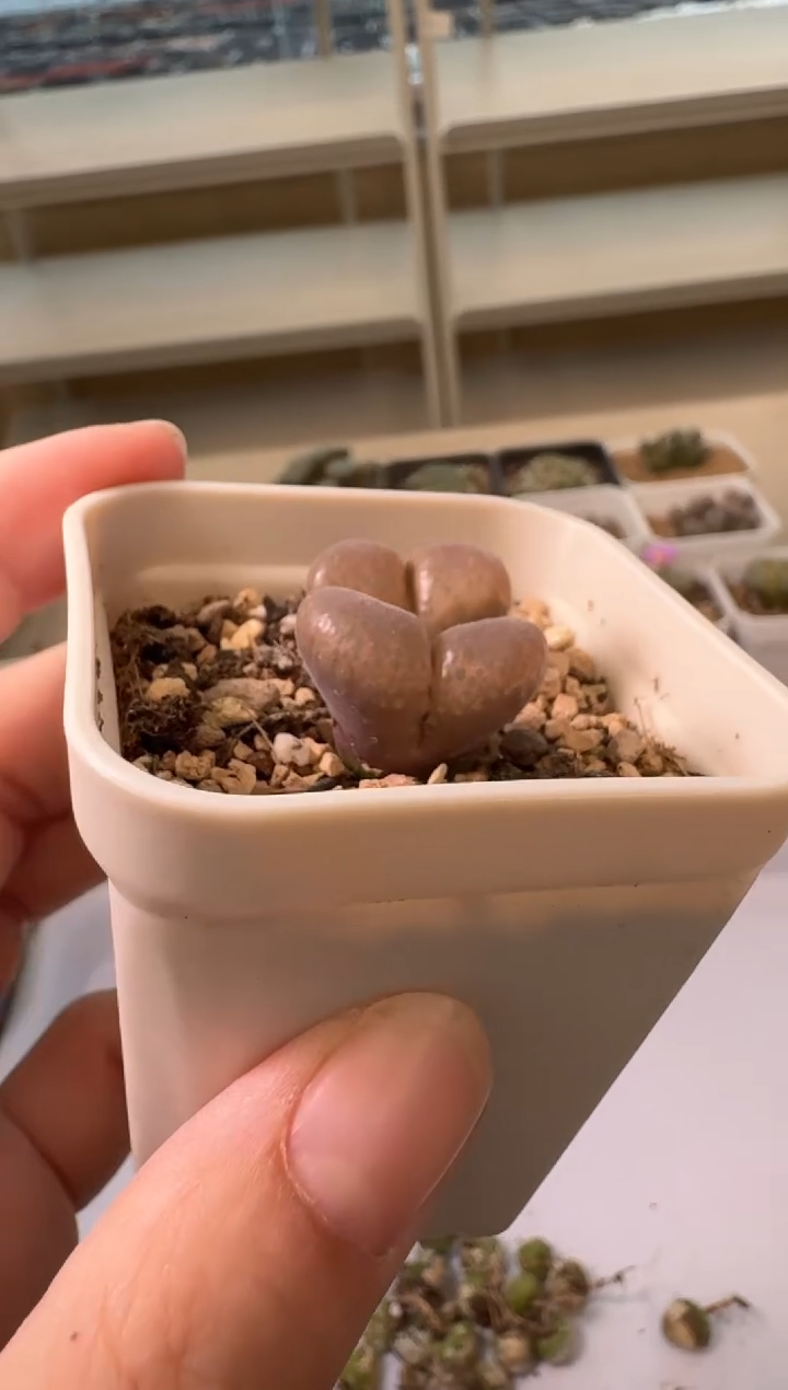 ᨳ****ᯓ24-2多肉植物肉锥一颗