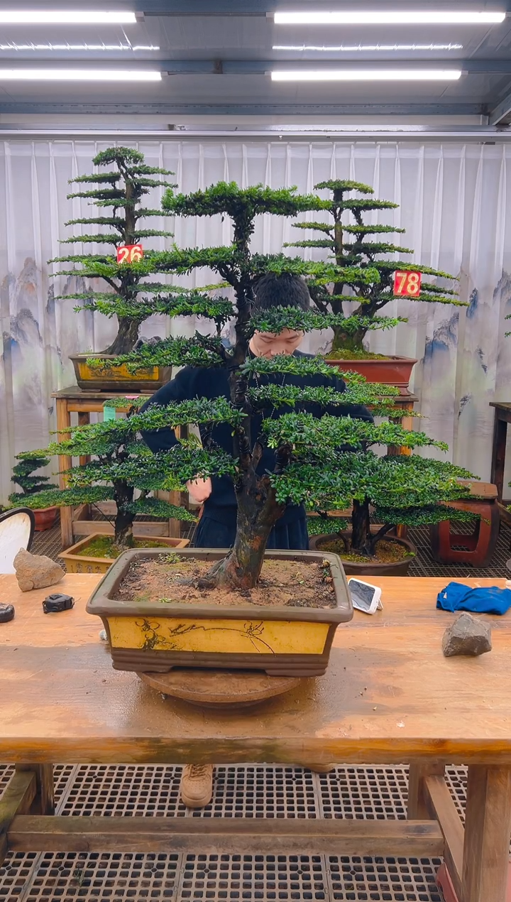 无花朵满*精品盆景直播间一物一拍