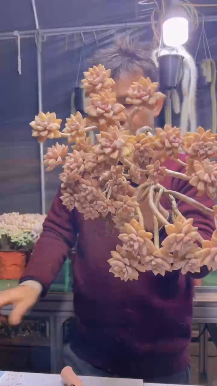 205淡雪缀化一物一拍