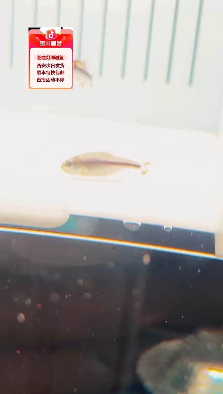海水鱼呵****~白金巧克力1条