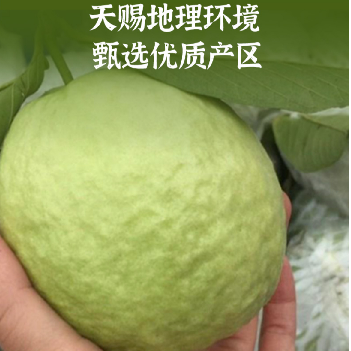 南沙白心番石榴新鲜采摘当季热带水果