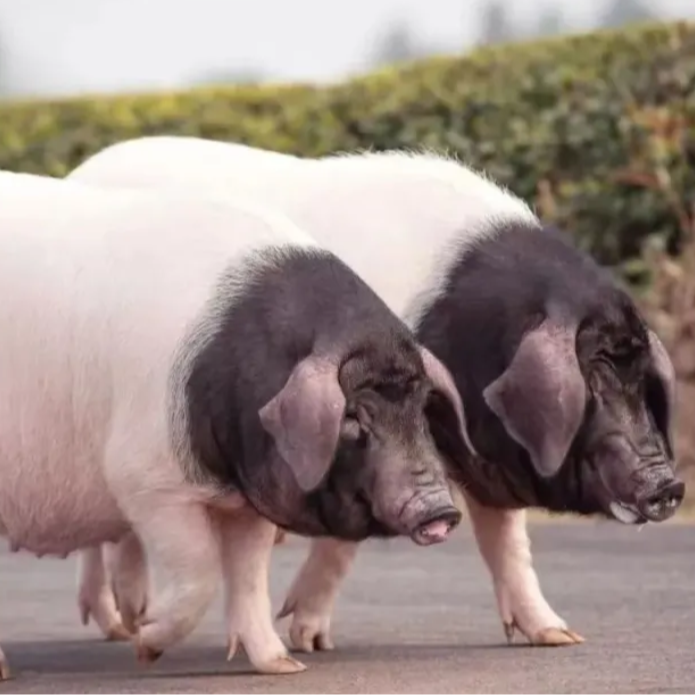 预售链接 散养土猪 全疆包邮