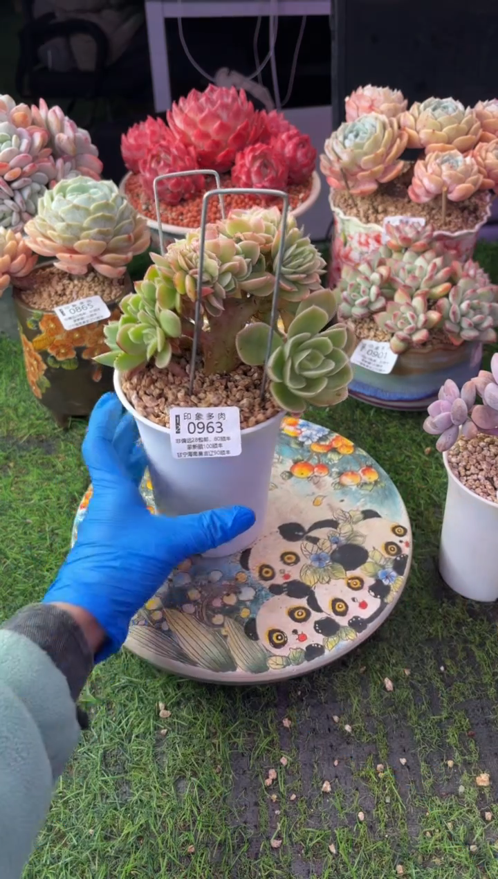 昆明印象多肉0963