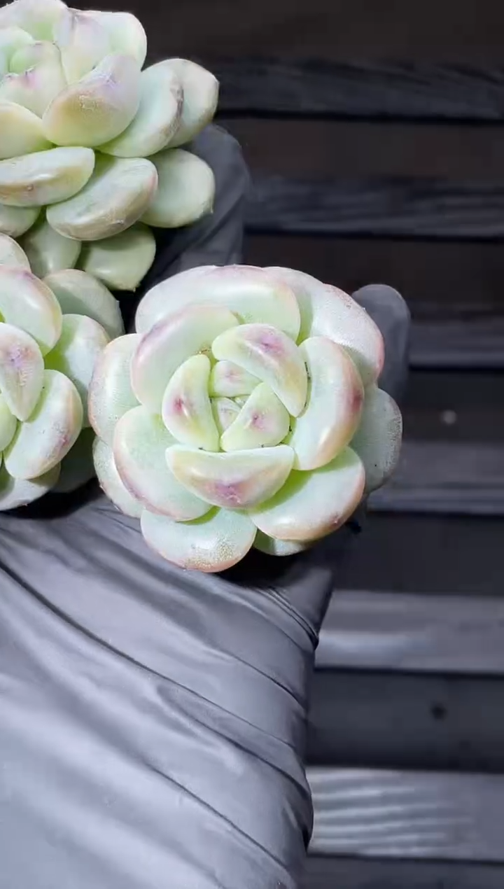 14-76 新牛3-4厘米量拍发一颗