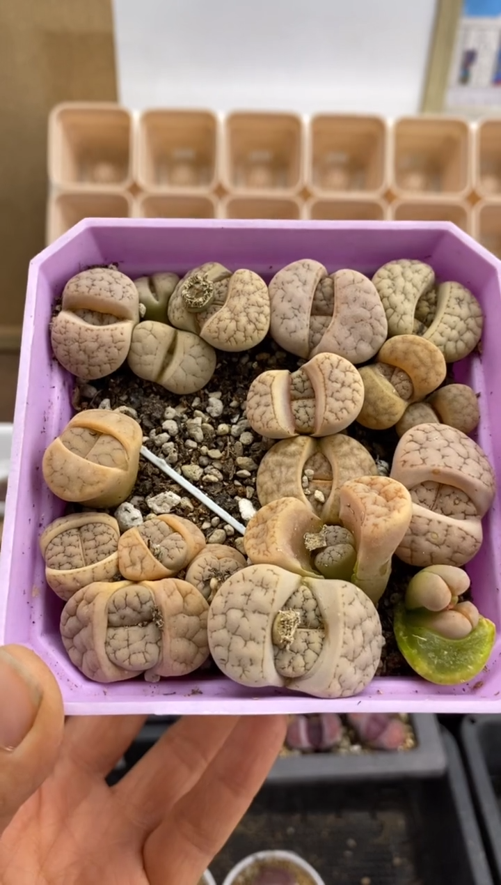 【闪购商品】5694直播一物一拍