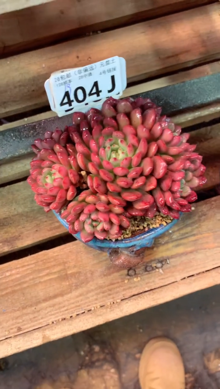 404J（一物一拍，精品多肉，w所见即所得 ）