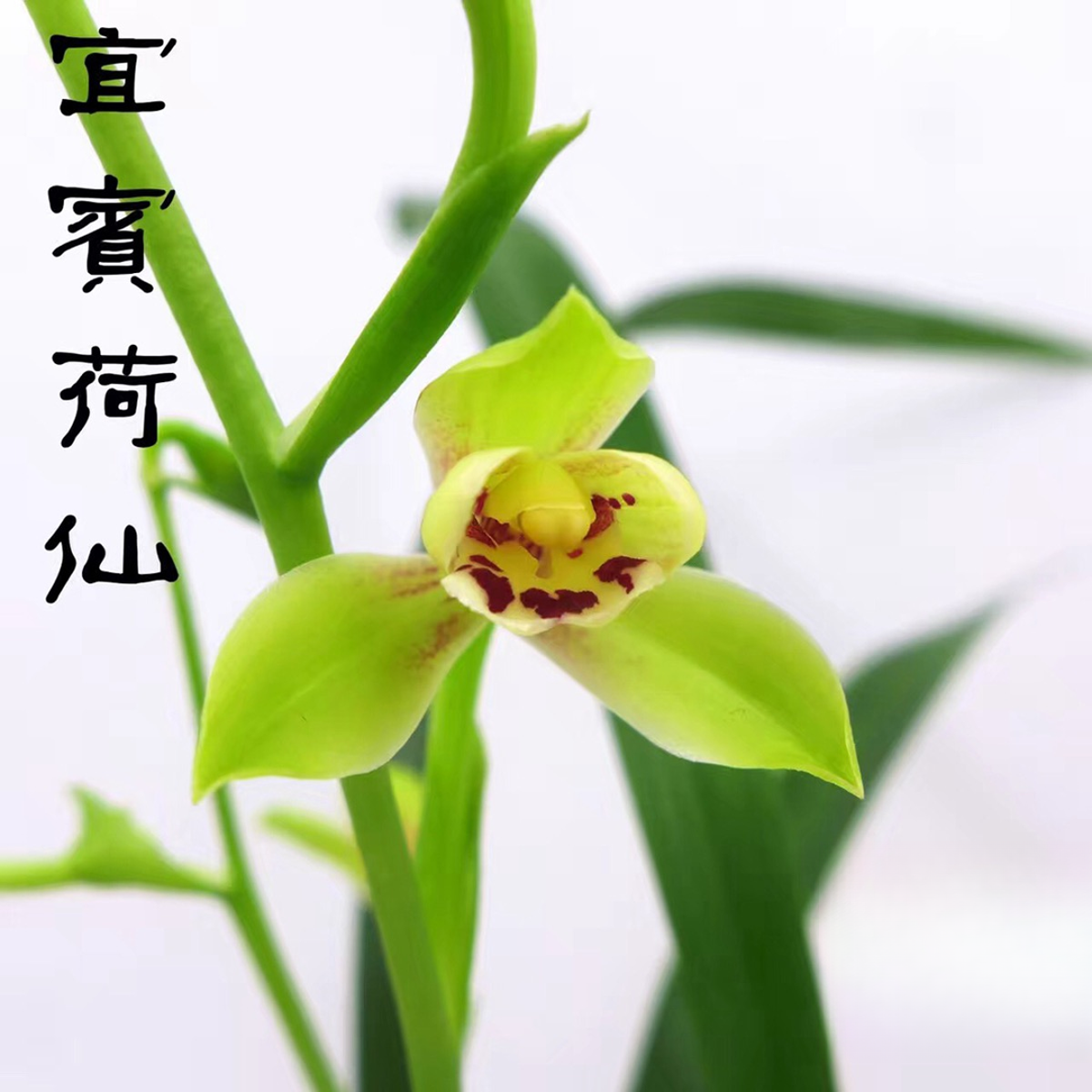 建兰【宜宾荷仙】 花期6-11月份 浓香型