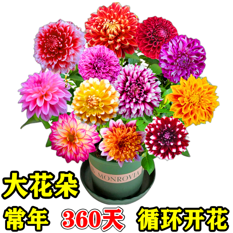 新店涨粉浓香型重瓣大丽花盆栽花卉室内外阳台庭院植物四季开花