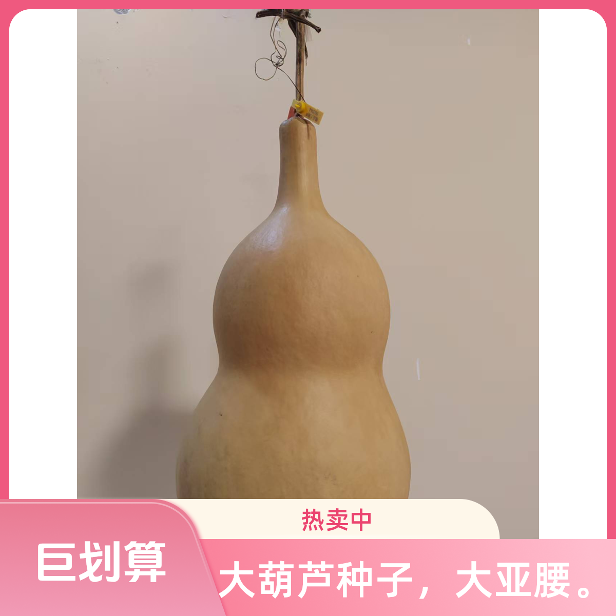 山西大亚腰葫芦籽