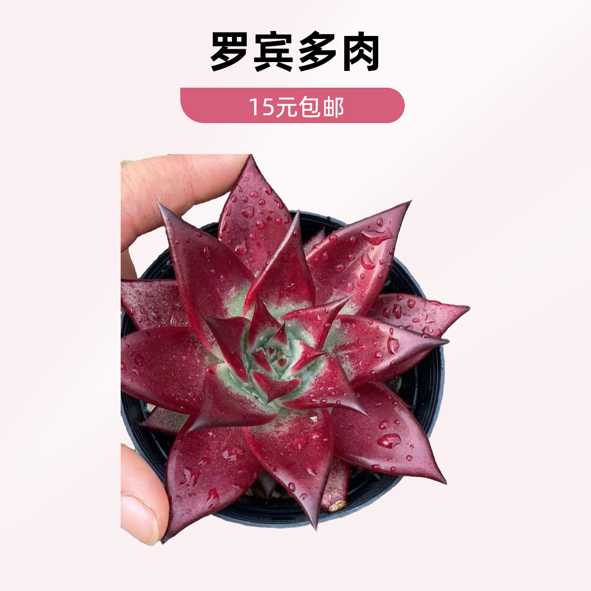 罗宾多肉植物【满15包邮】