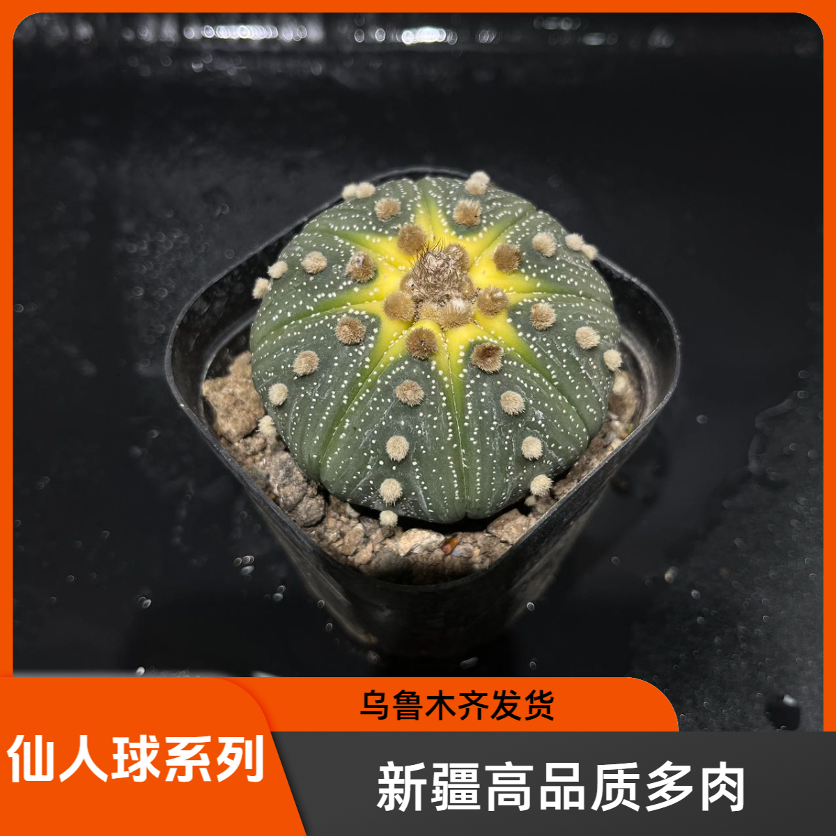 【新疆本地多肉】仙人球多肉合辑星兜仙人球