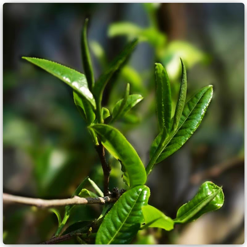 冰岛啊优的茶 普洱茶生茶 散茶紧压茶 通用链接