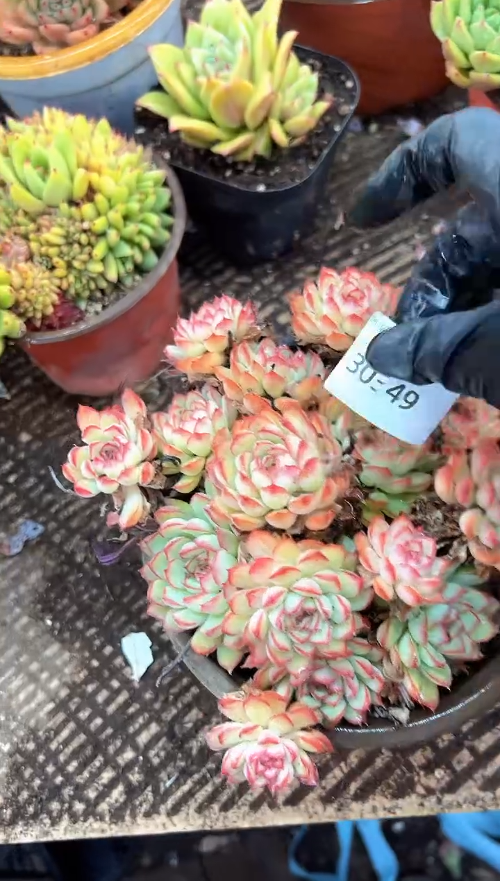 缘多肉植物一物一拍30349