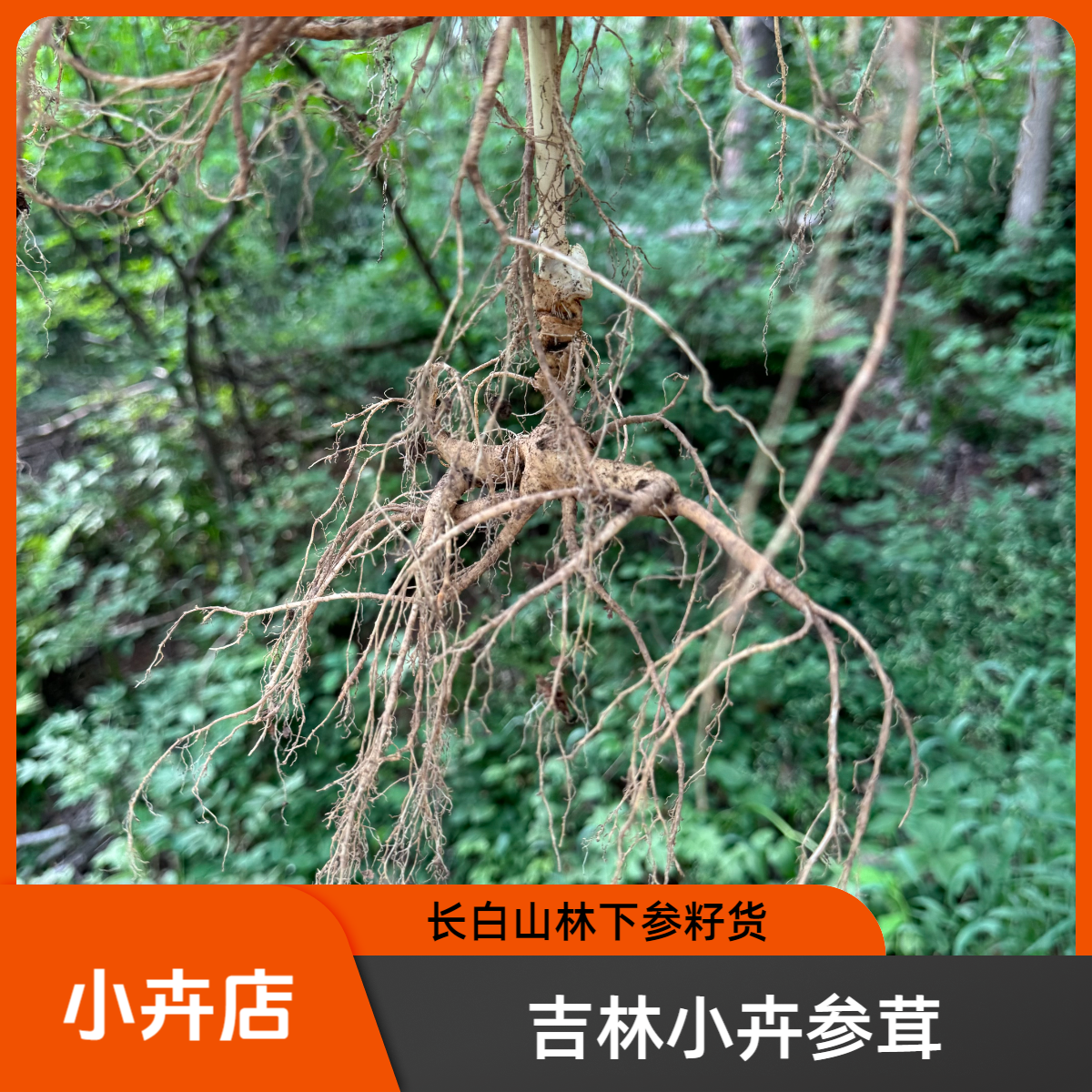 【小卉参茸】长白山林下参   直播间临时改价链接