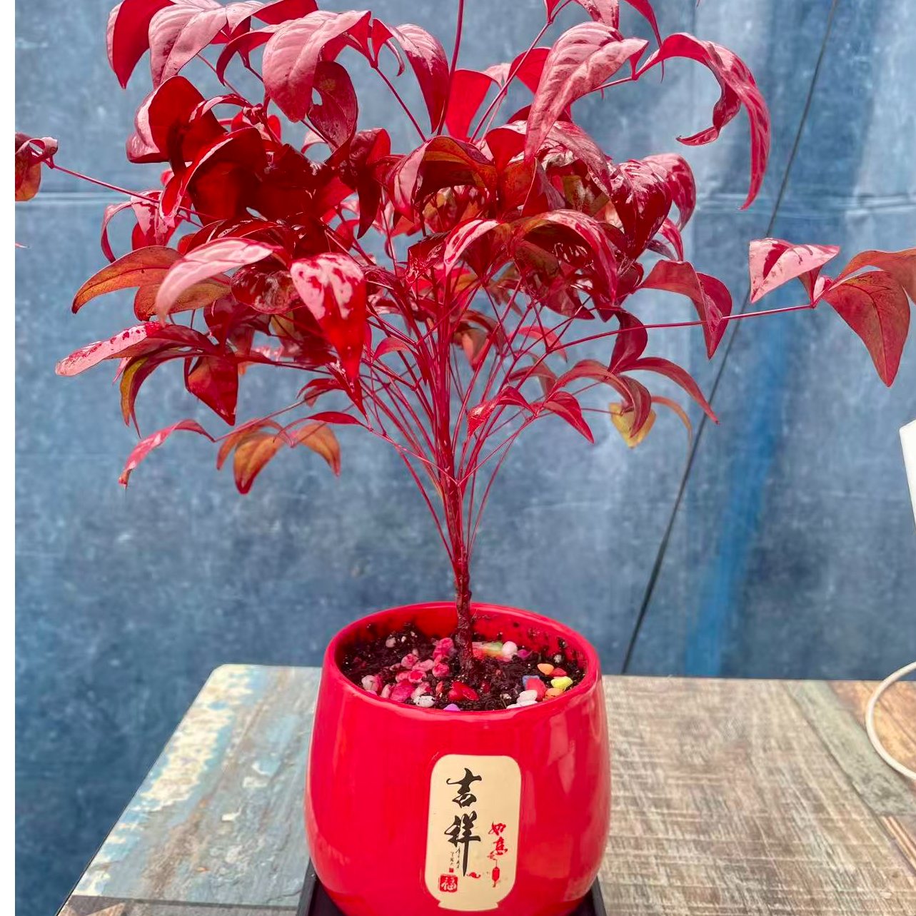 火焰南天竹盆栽冬季耐寒越冷越红四季好养绿植 盆较大【带盆带土】