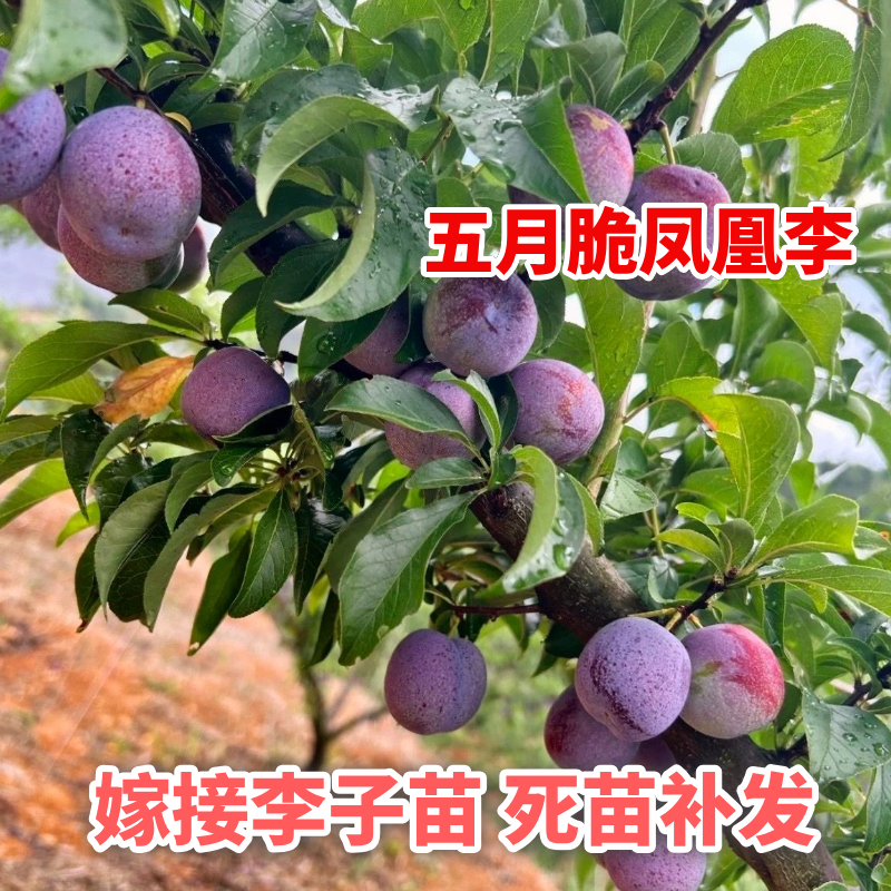蜂糖李五月脆红宝石李子树苗嫁接现挖现发一年售后保障南北方种植