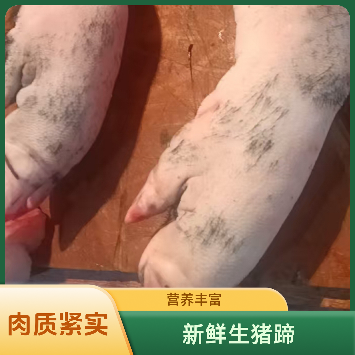 精品猪蹄（大山土猪）现拍现改