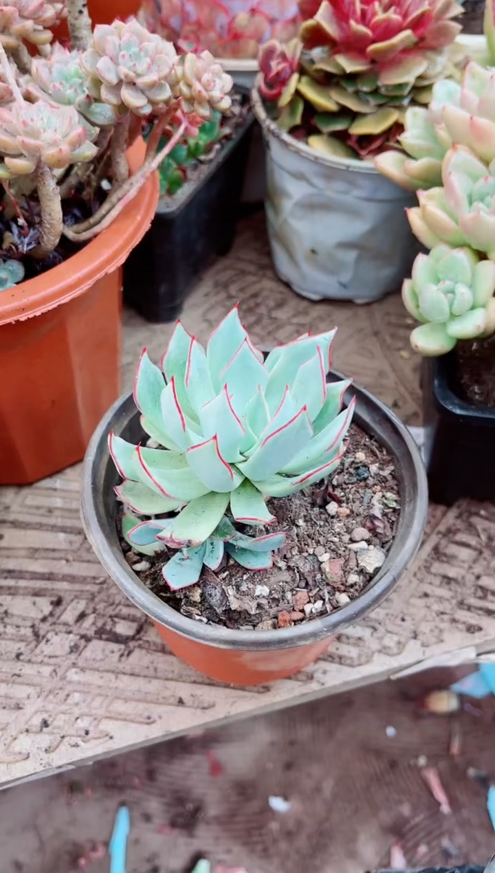 26065多肉植物一物一拍